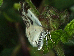Bluish Spring Moth